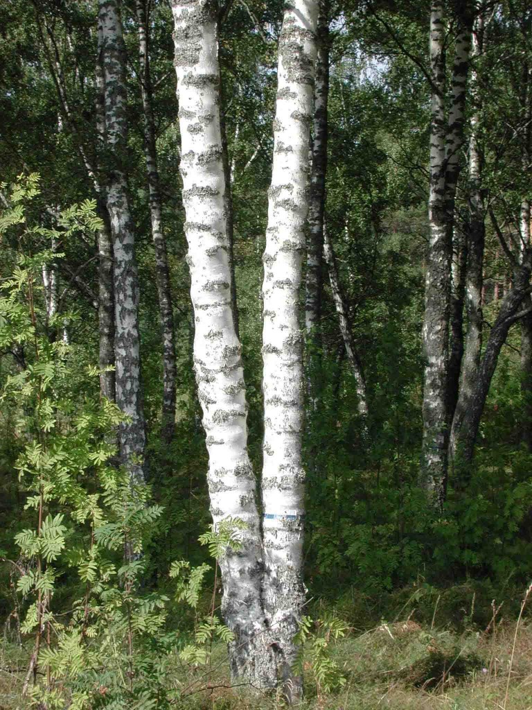 02-002 kuva1 (Antero Mikkola)