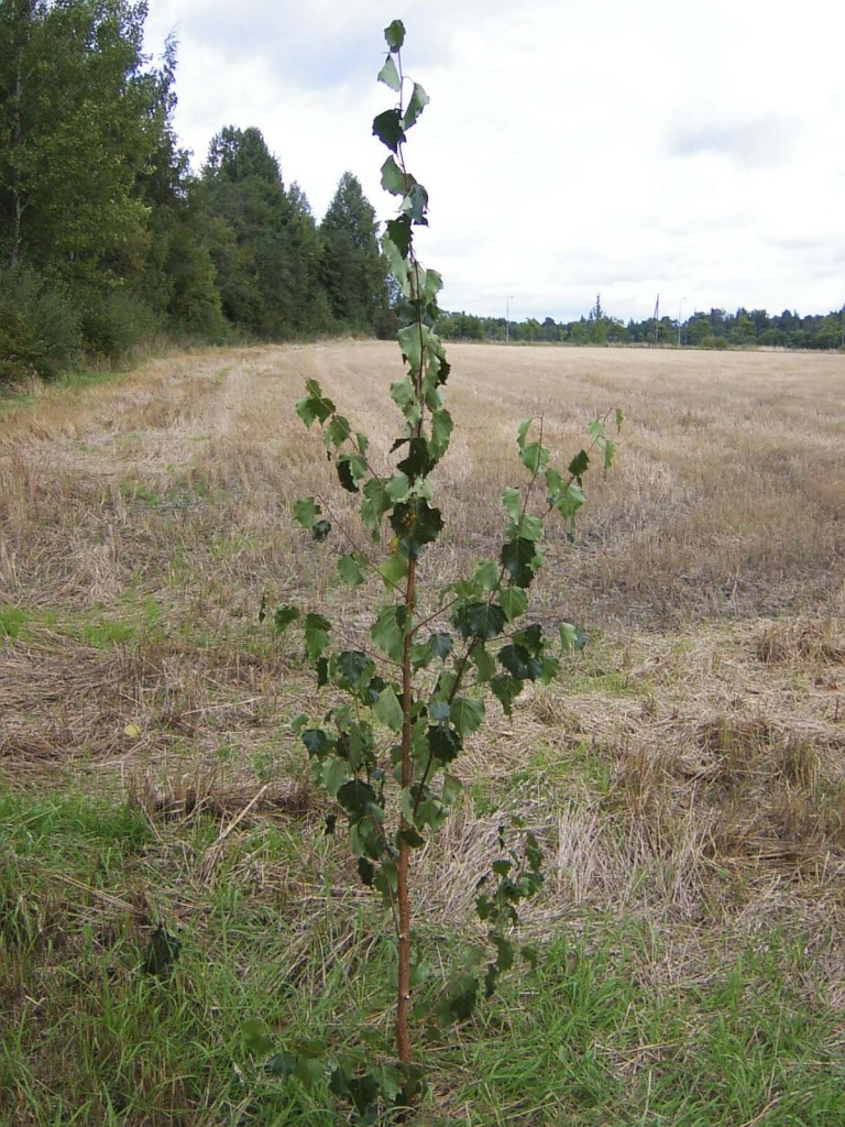 02-005 kuva6 (Tuomas Hintikka)