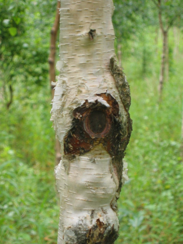 02-005 kuva7 (Antero Mikkola)